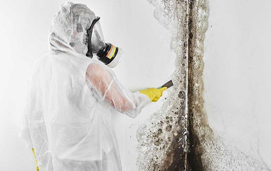 Professional worker remediating mold from the wall
